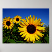 Sonnenblumenfelder-Poster Poster (Vorne)
