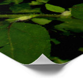 Sonnenblumenfelder-Poster Poster (Ecke)