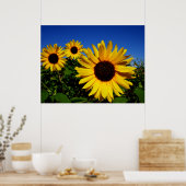 Sonnenblumenfelder-Poster Poster (Küche)