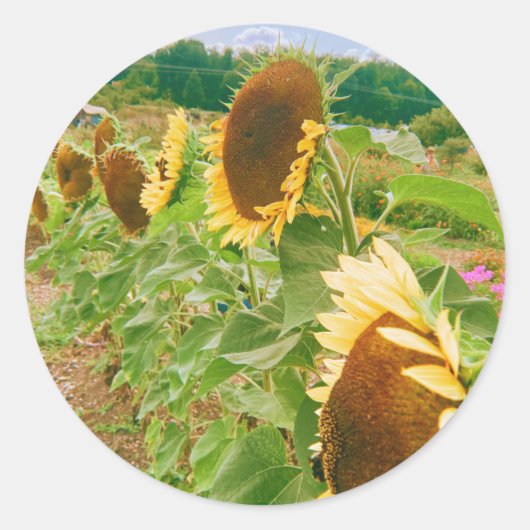Sonnenblumenfelder Runder Aufkleber (Vorderseite)