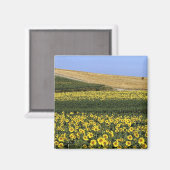 Sonnenblumenfelder, Toskana, Italien Magnet (Vorderseite/Rückseite)