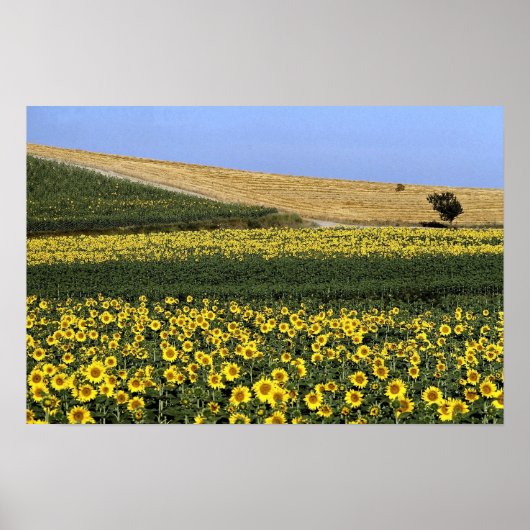 Sonnenblumenfelder, Toskana, Italien Poster (Vorne)