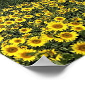 Sonnenblumenfelder, Toskana, Italien Poster (Ecke)