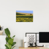 Sonnenblumenfelder, Toskana, Italien Poster (Heimbüro)