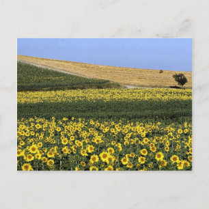Sonnenblumenfelder, Toskana, Italien Postkarte