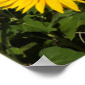 Sonnenblumenfelder, weiße Hügelstadt Bornos Poster (Ecke)