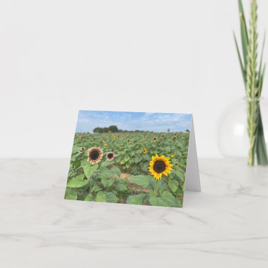 Sonnenblumenfeldfotografie Dankeskarte (Vorderseite)