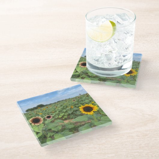 Sonnenblumenfeldfotografie Glasuntersetzer (Schrägansicht)