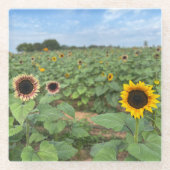 Sonnenblumenfeldfotografie Glasuntersetzer (Vorderseite)