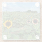 Sonnenblumenfeldfotografie Glasuntersetzer (Rückseite)