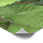 Sonnenblumenfeldfotografie Poster (Ecke)