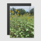 Sonnenblumenfeldmagnet Magnetkarte (Vorne/Hinten)