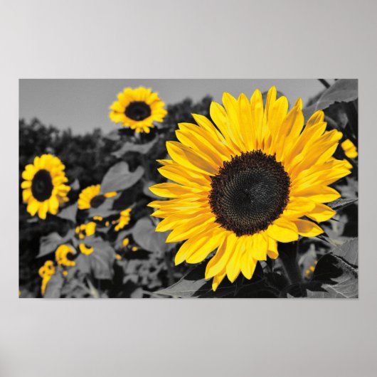 Sonnenblumenfotografie Poster (Vorne)