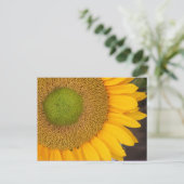 Sonnenblumenfotografie Postkarte (Stehend Vorderseite)
