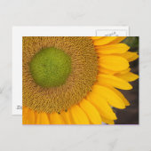 Sonnenblumenfotografie Postkarte (Vorne/Hinten)