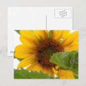 Sonnenblumenfreude Postkarte (Vorne/Hinten)