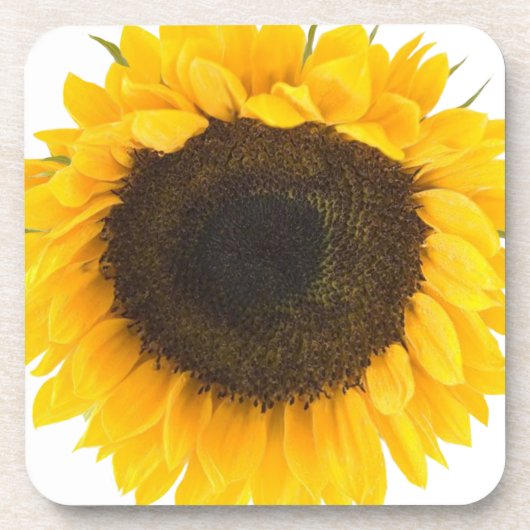 Sonnenblumengeschenke Getränkeuntersetzer (Vorderseite)