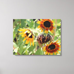 Sonnenblumengesteppte Leinwand