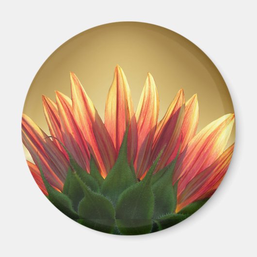 Sonnenblumengold ~ Magnet (Vorne)