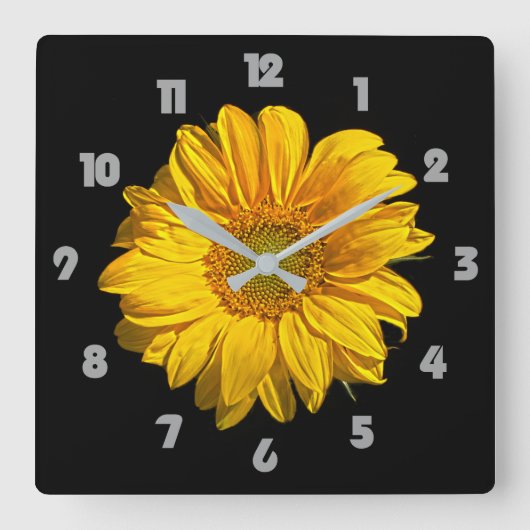 Sonnenblumengraue Fettzahl wc Quadratische Wanduhr (Vorderseite)