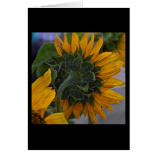 Sonnenblumenhaze