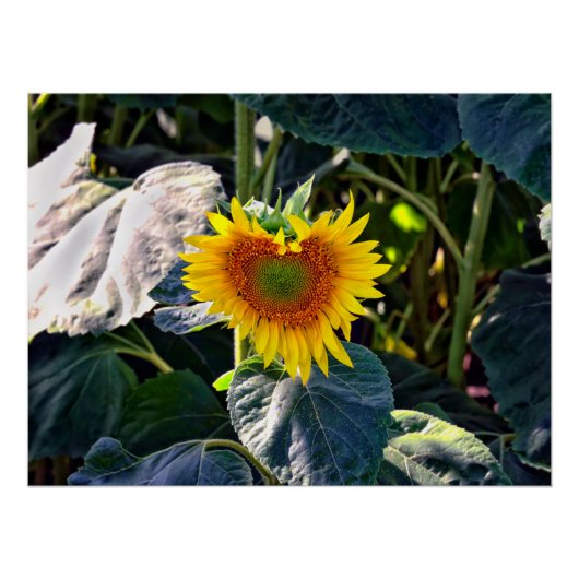 Sonnenblumenherz Ende Sommer Blume Poster (Vorderseite)