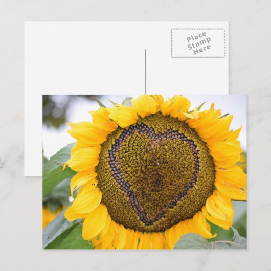 Sonnenblumenherz - Postkarte (Vorne/Hinten)