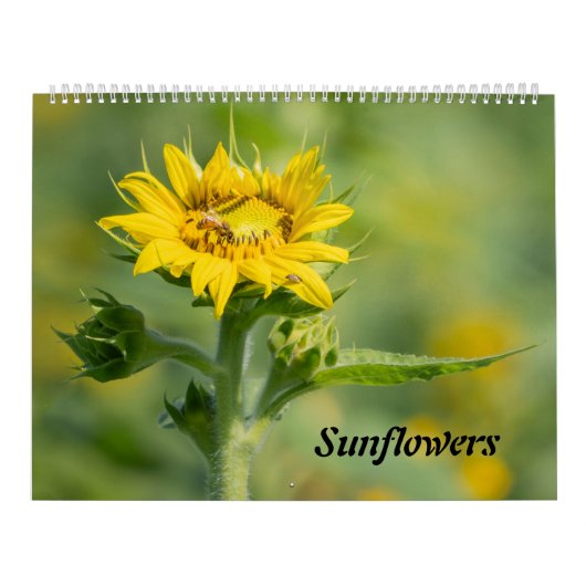 Sonnenblumenkalender Kalender (Titelbild)