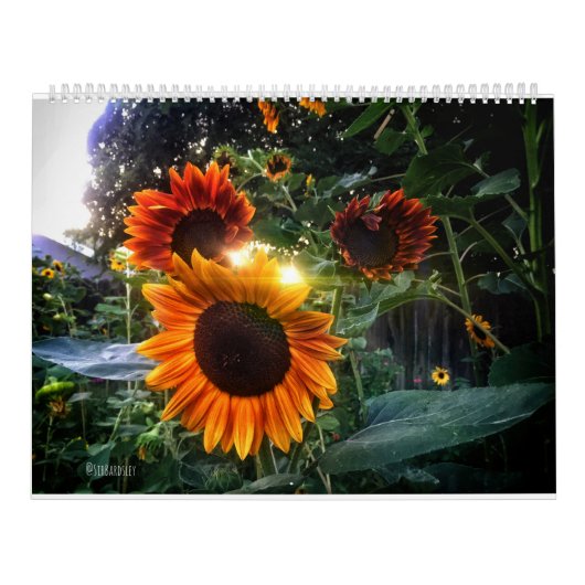 Sonnenblumenkalender - Sonnenblumen des Monats 202 Kalender (Titelbild)