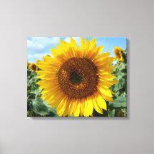 Sonnenblumenkanvas drucken