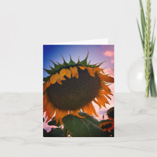 Sonnenblumenkarte