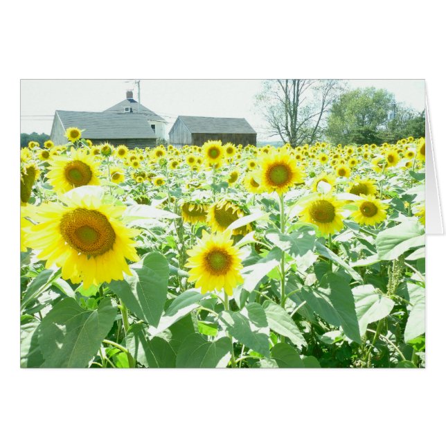 Sonnenblumenkarte (Vorderseite (Horizontal))