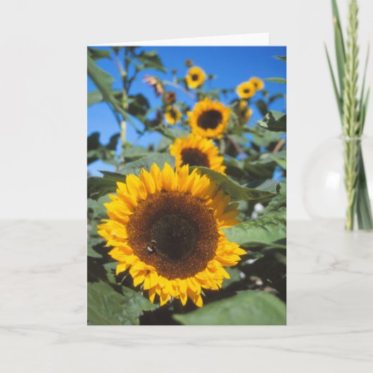 Sonnenblumenkarte Karte (Vorderseite)