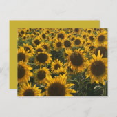 Sonnenblumenkarte Postkarte (Vorne/Hinten)