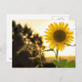 Sonnenblumenkarte Postkarte (Vorne/Hinten)
