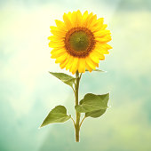 Sonnenblumenklammer für die Blume Fensteraufkleber (Blatt 3)