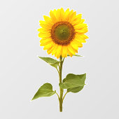 Sonnenblumenklammer für die Blume Fensteraufkleber (Blatt)