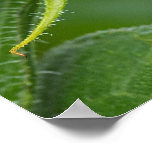 Sonnenblumenknod Poster (Ecke)