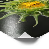 Sonnenblumenknospe Foto drucken (Ecke)