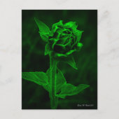 "Sonnenblumenknospe" Postkarte (Vorderseite)