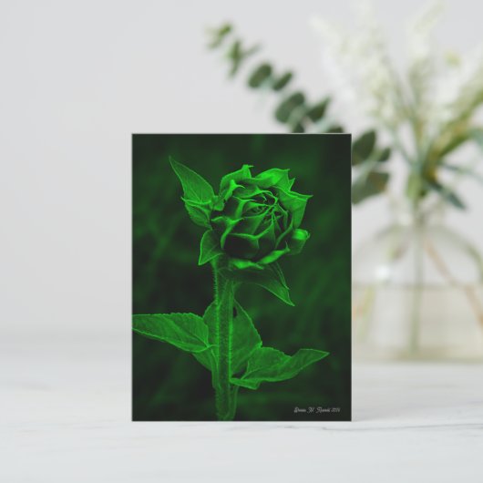 "Sonnenblumenknospe"  Postkarte (Stehend Vorderseite)