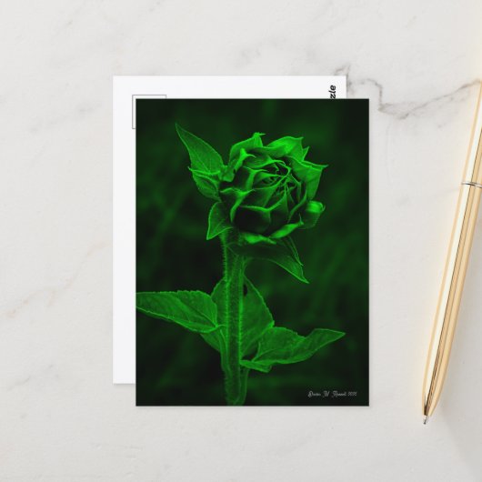 "Sonnenblumenknospe"  Postkarte (Vorderseite/Rückseite Beispiel)