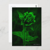 "Sonnenblumenknospe" Postkarte (Vorne/Hinten)