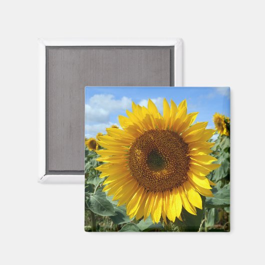 Sonnenblumenmagnet Magnet (Vorderseite/Rückseite)
