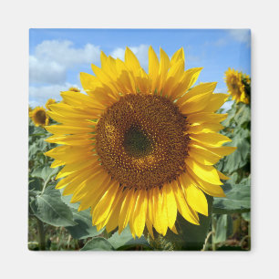 Sonnenblumenmagnet Magnet