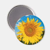 Sonnenblumenmagnet Magnet (Vorderseite/Rückseite)