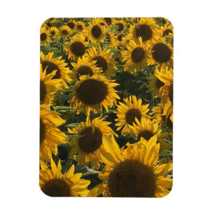 Sonnenblumenmagnet Magnet