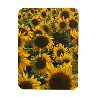 Sonnenblumenmagnet Magnet