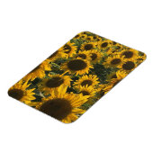 Sonnenblumenmagnet Magnet (Linke Seite)