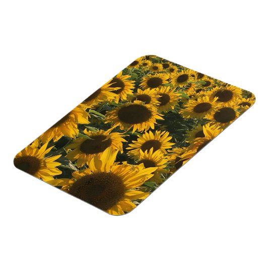 Sonnenblumenmagnet Magnet (Linke Seite)